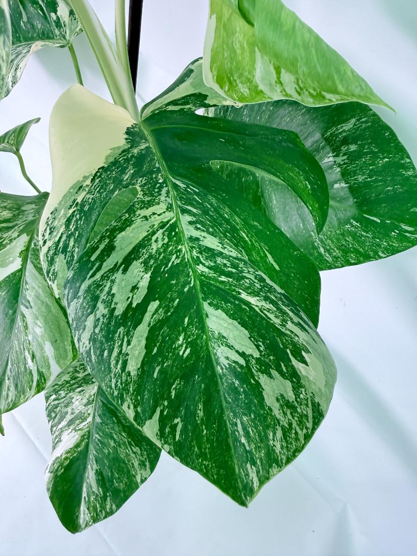 Monstera Albo Variegata XL 05