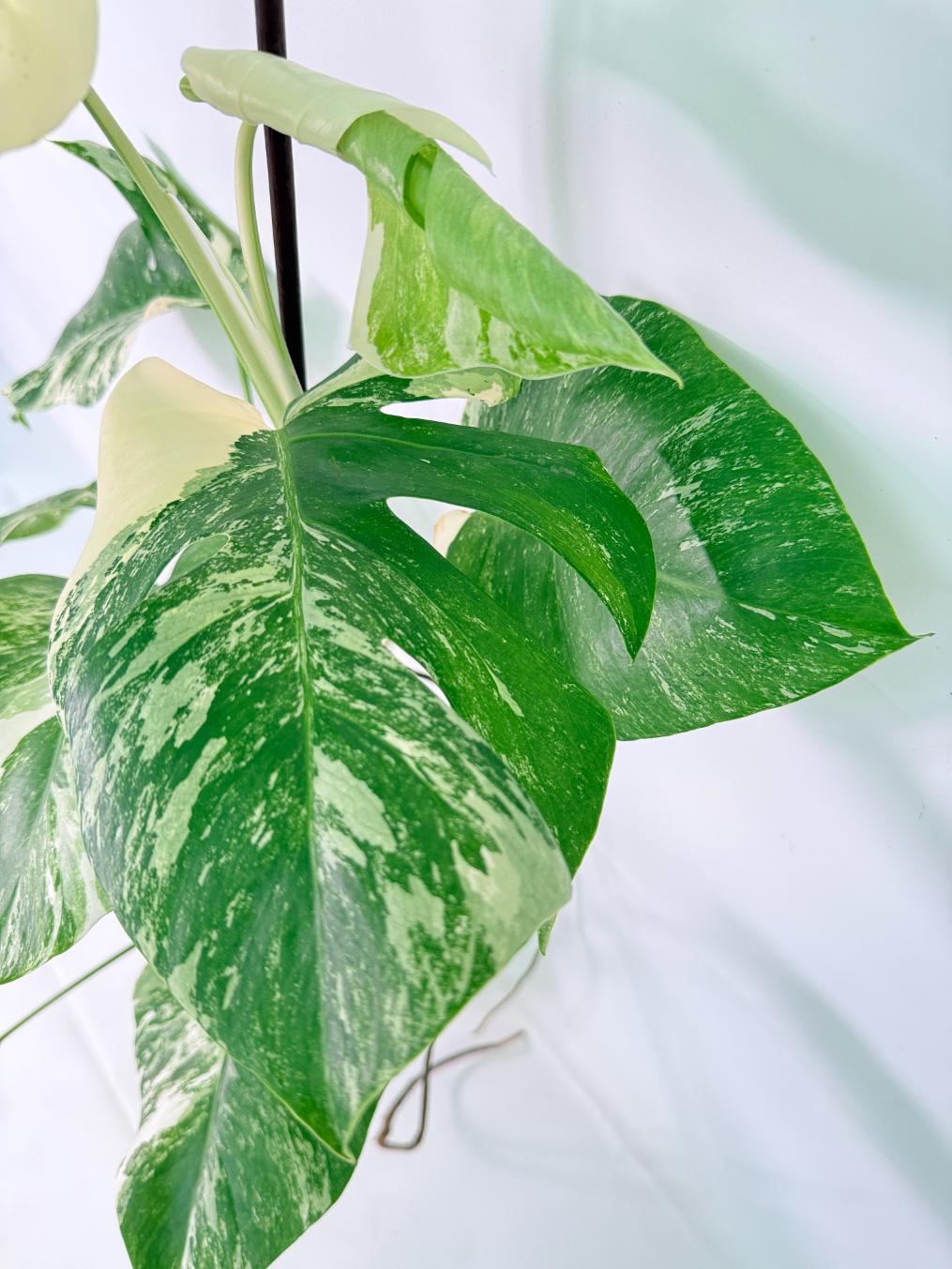Monstera Albo Variegata XL 06