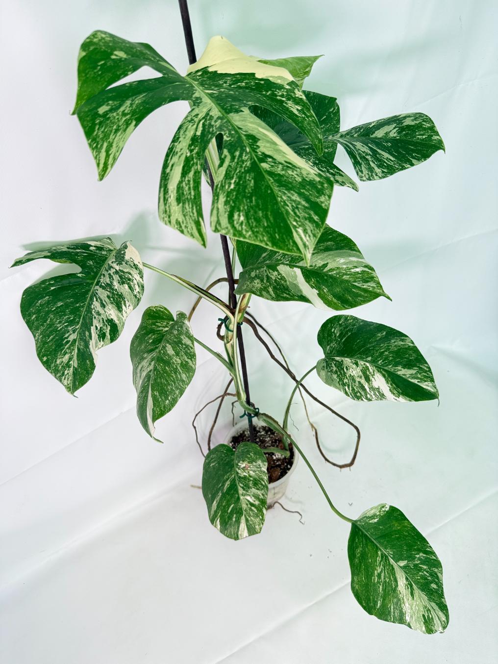 Monstera Albo Variegata XL 07