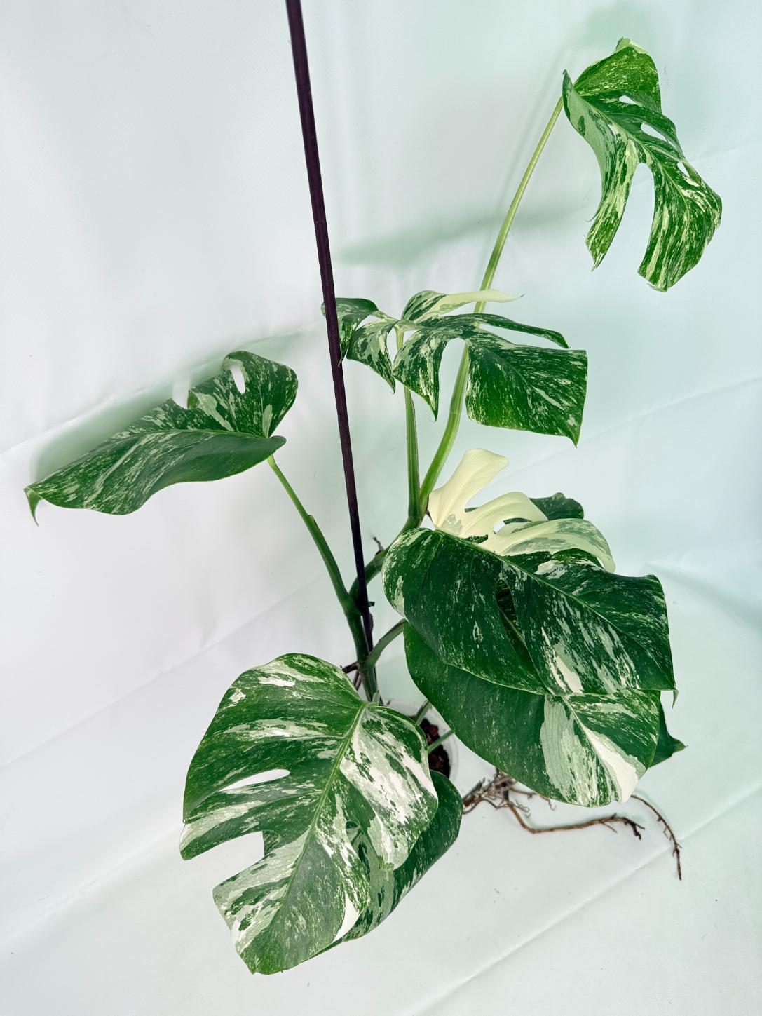 Monstera Albo Variegata XL 8