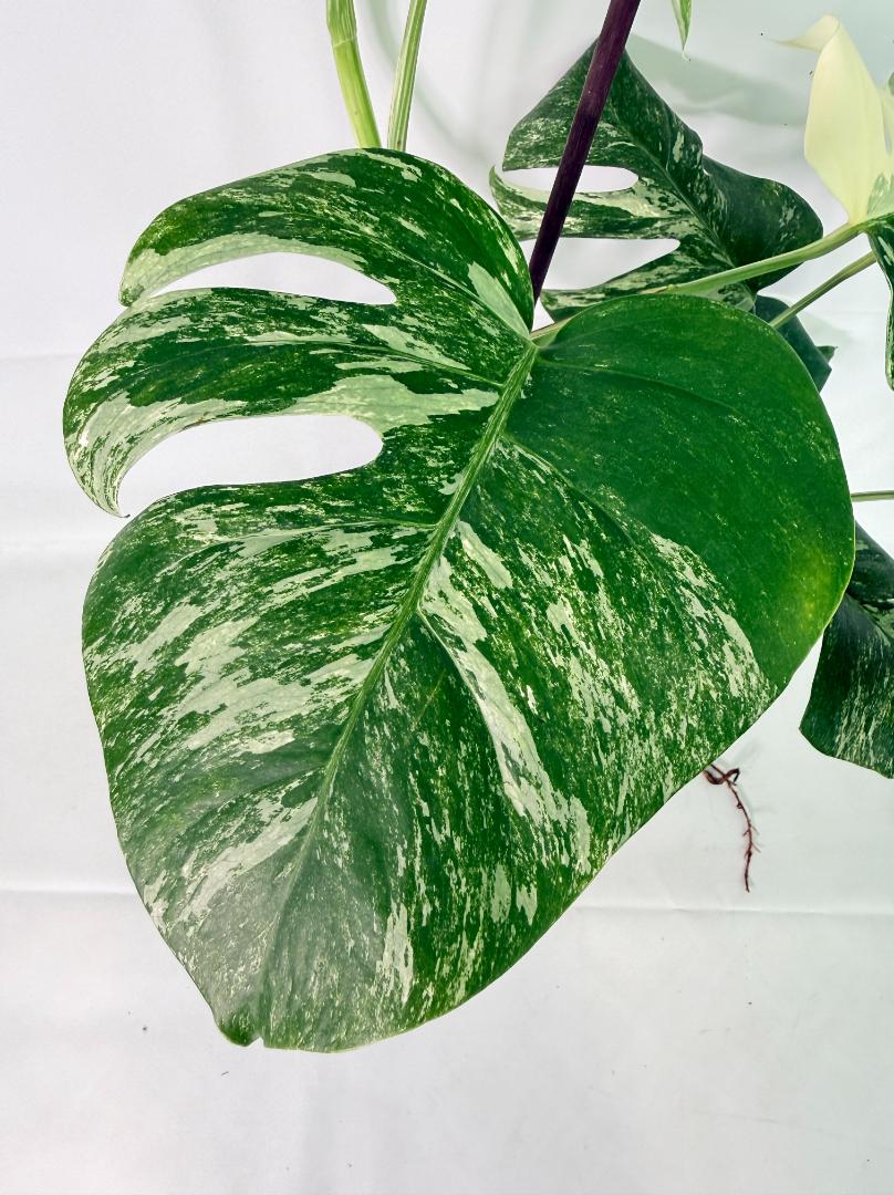 Monstera Albo Variegata XL 9