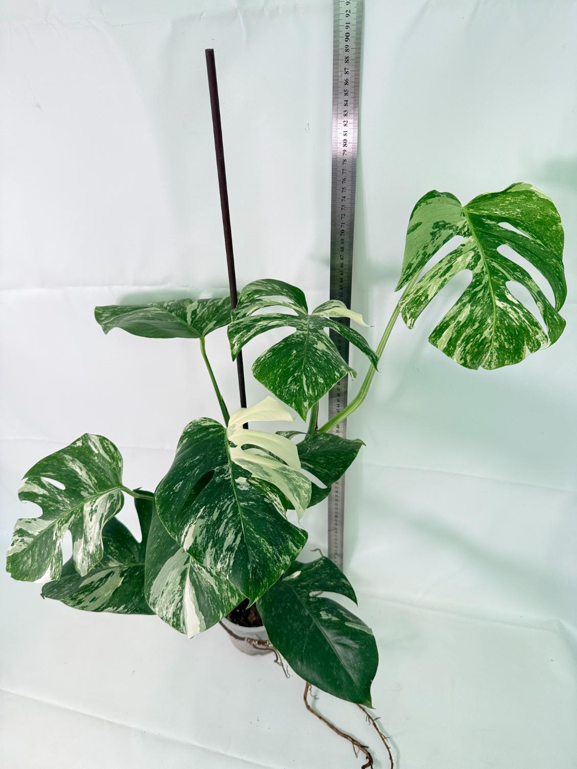 Monstera Albo Variegata XL