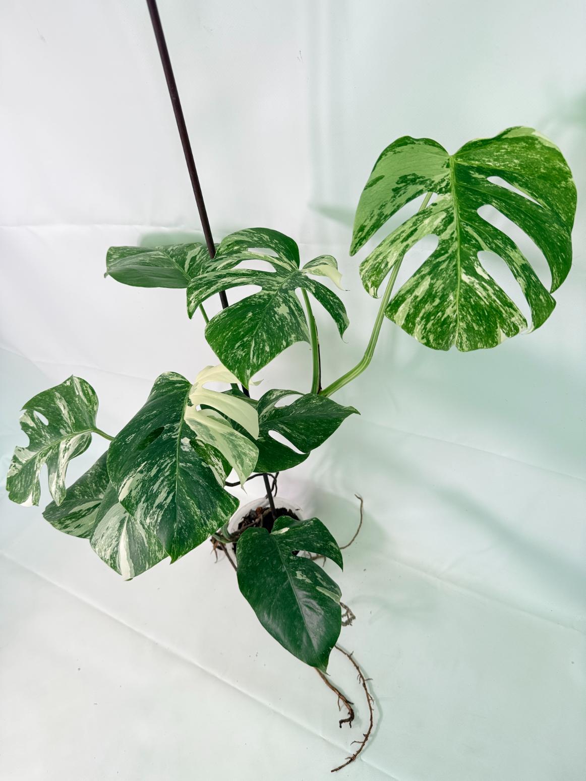 Monstera Albo Variegata XL 1
