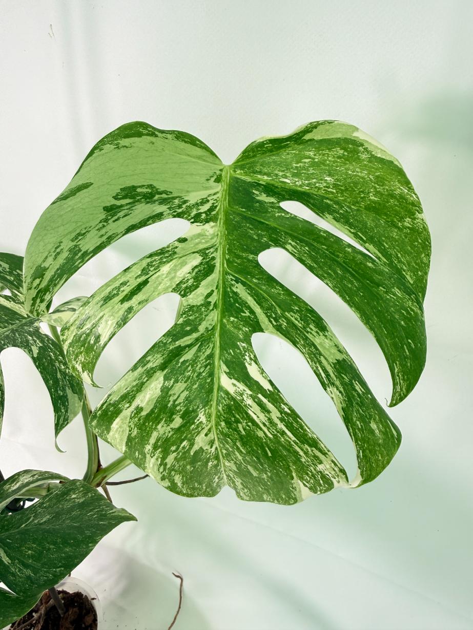 Monstera Albo Variegata XL 2