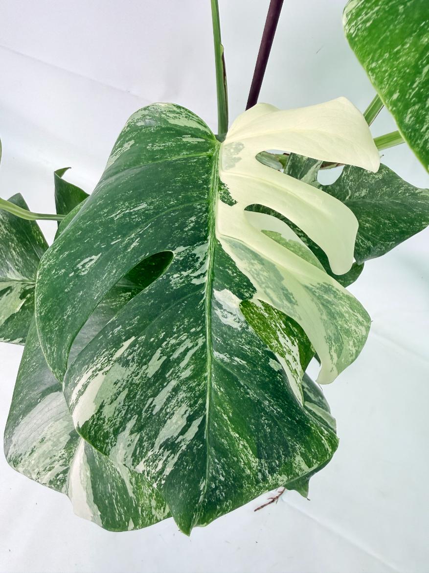 Monstera Albo Variegata XL 3