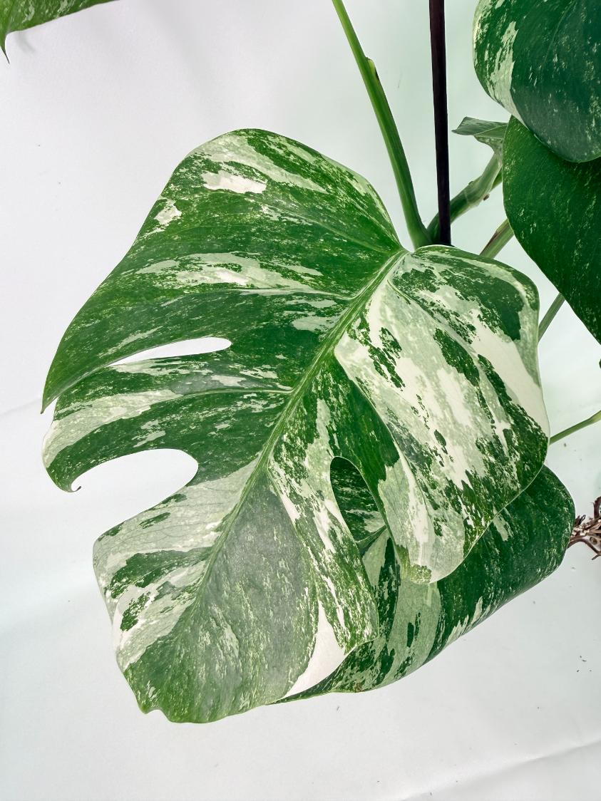 Monstera Albo Variegata XL 4