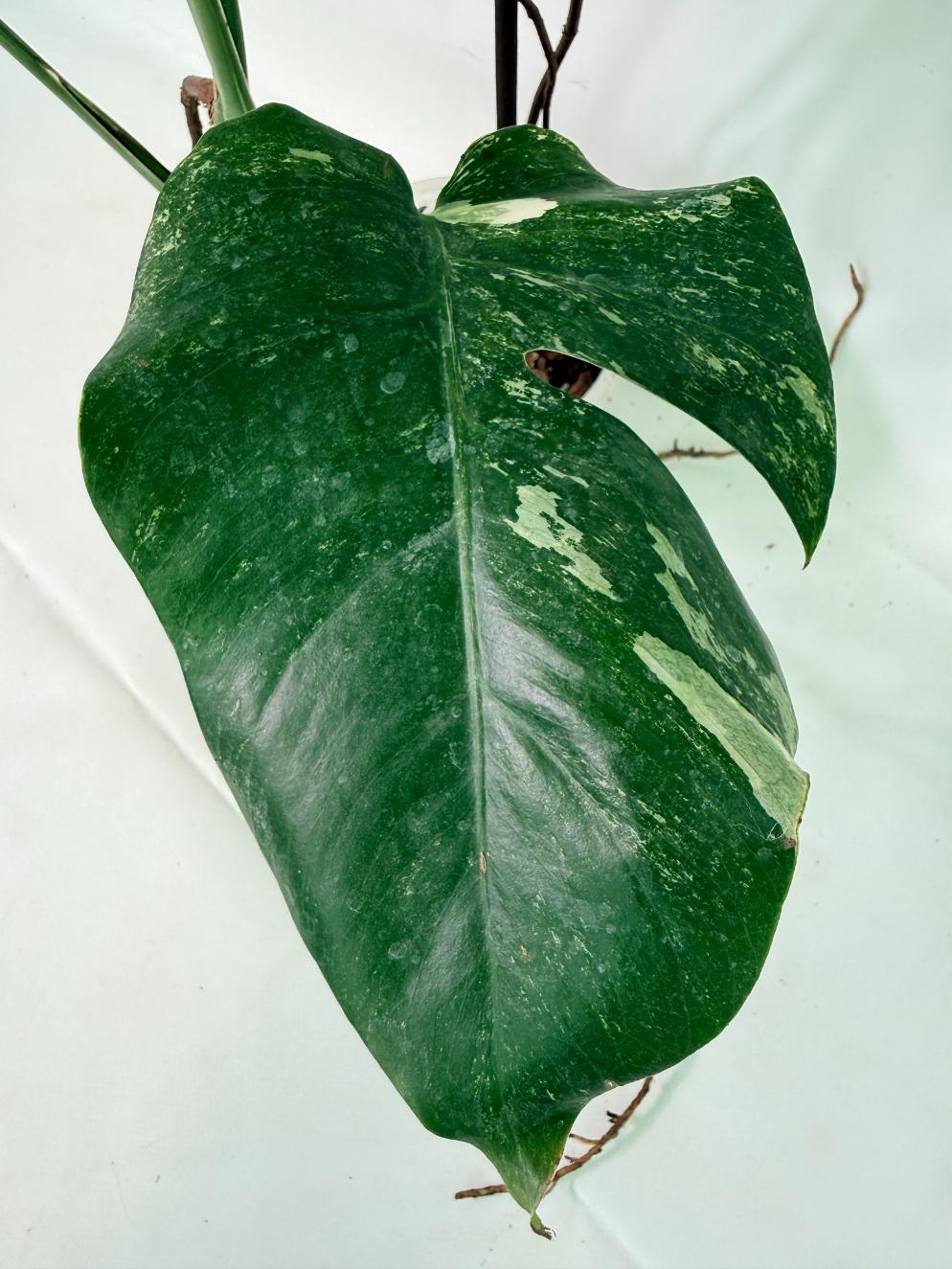 Monstera Albo Variegata XL 5