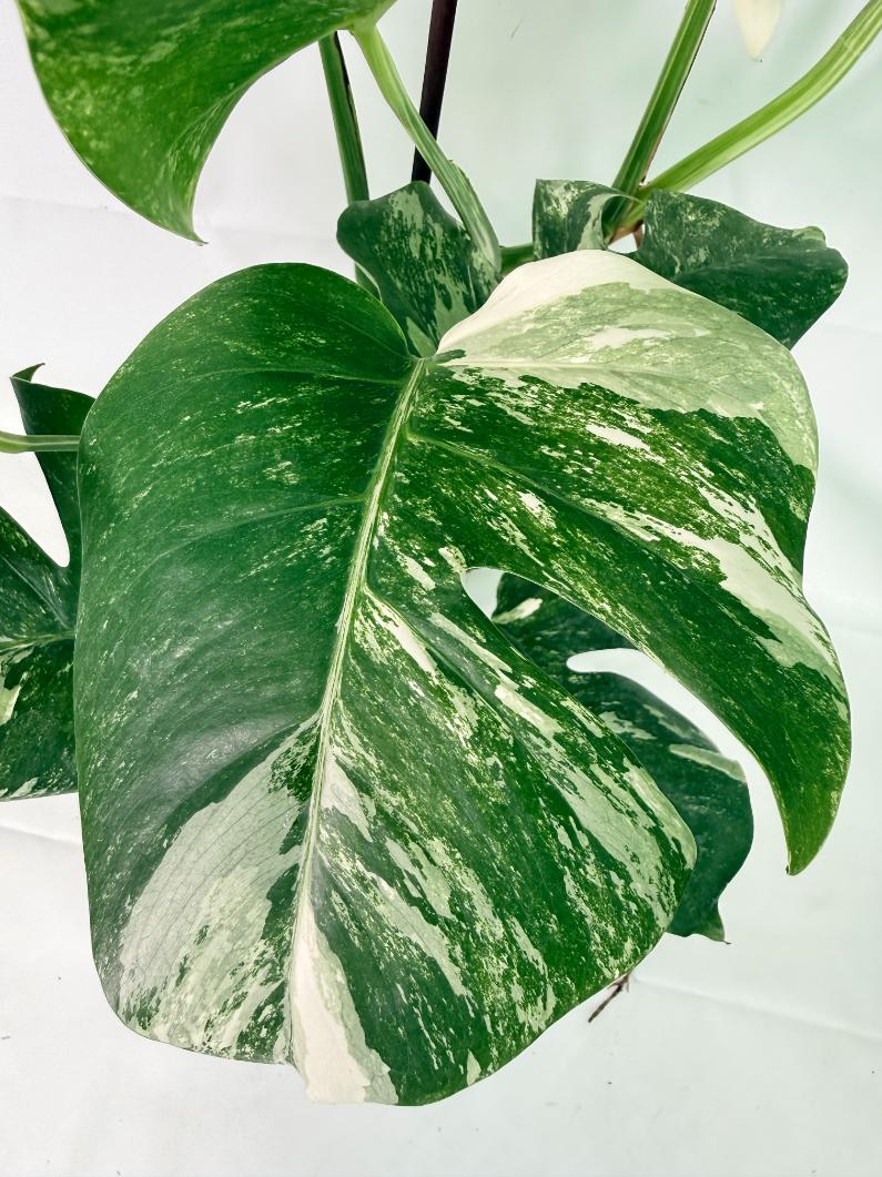 Monstera Albo Variegata XL 6
