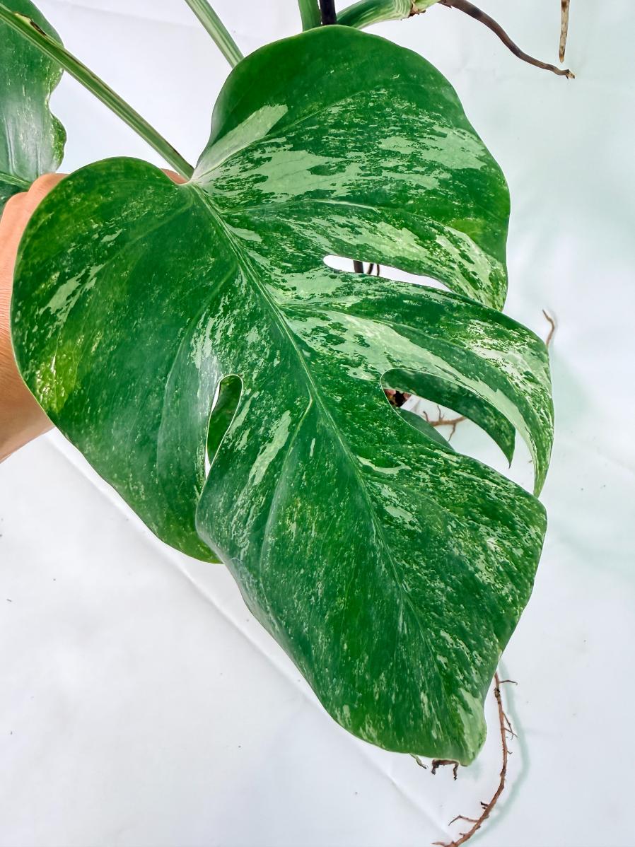 Monstera Albo Variegata XL 7