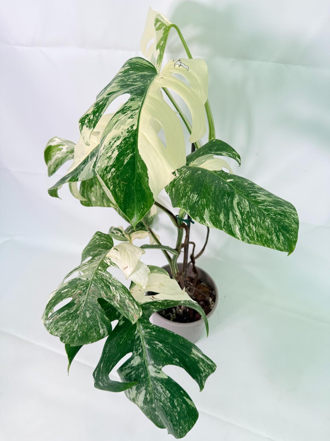 Monstera Albo Variegata XL 08