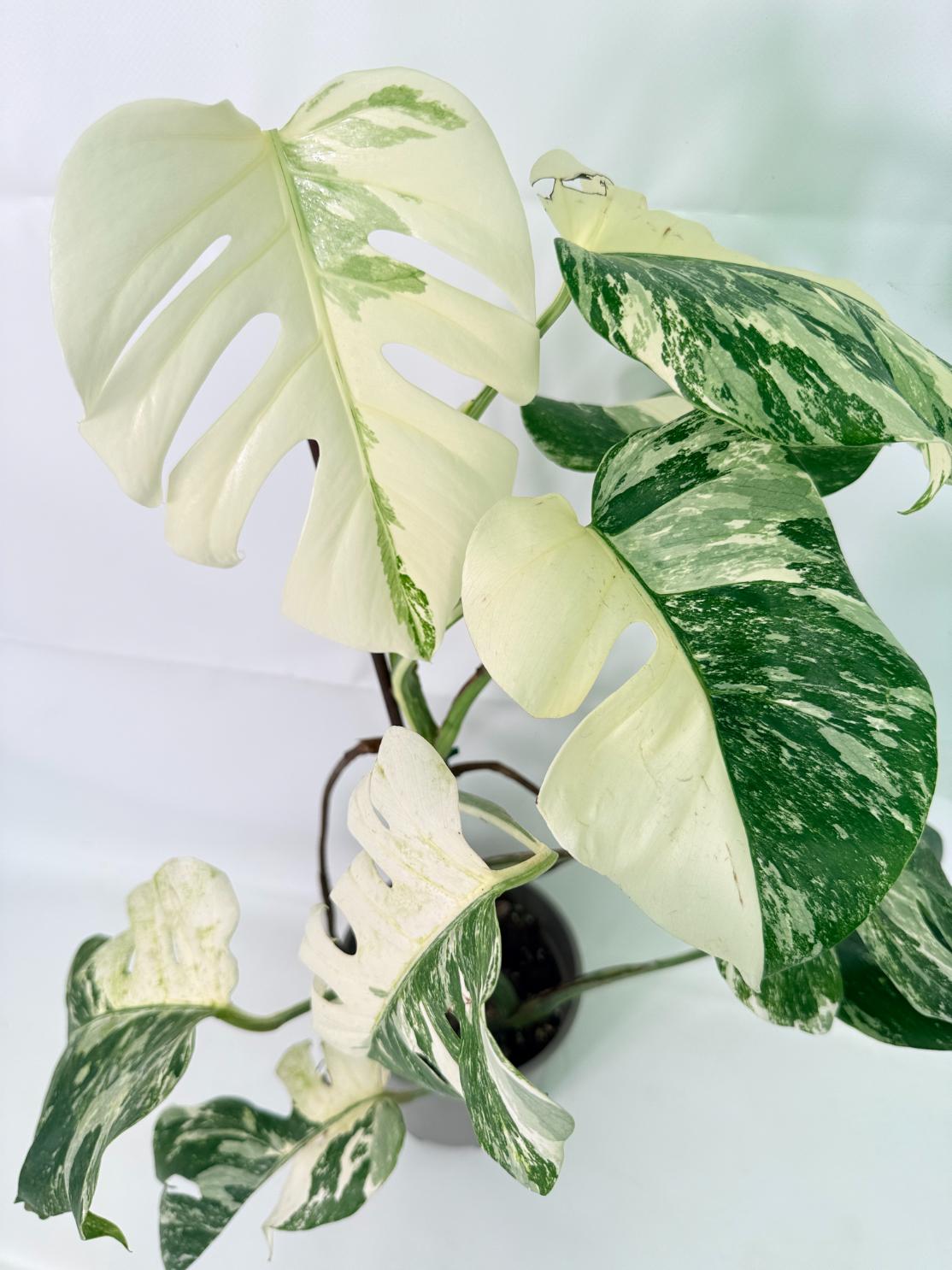 Monstera Albo Variegata XL 09