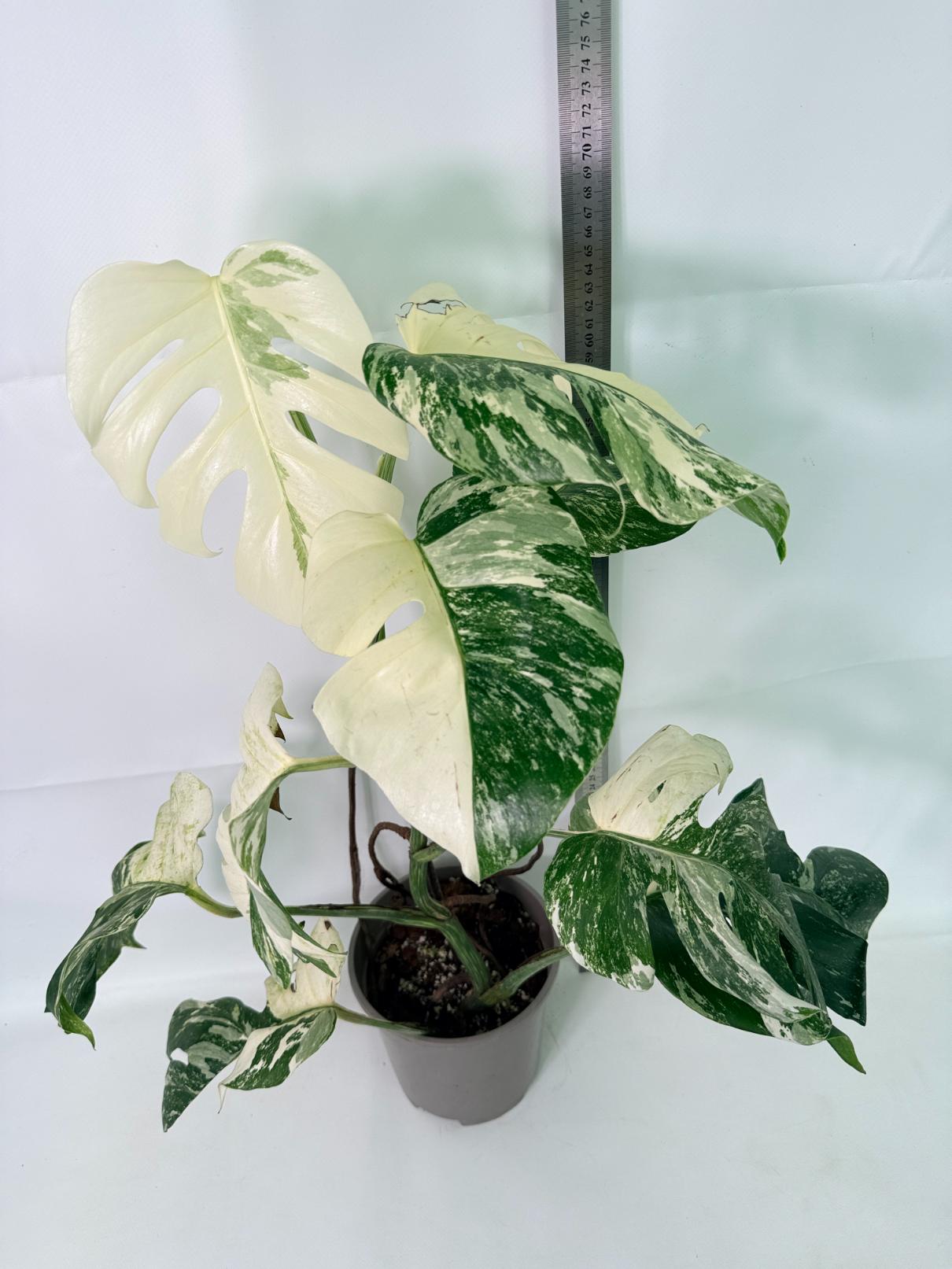 Monstera Albo Variegata XL 03