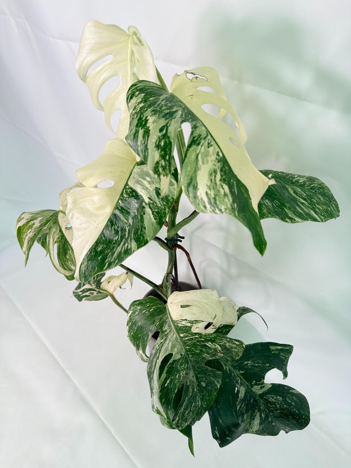 Monstera Albo Variegata XL 01