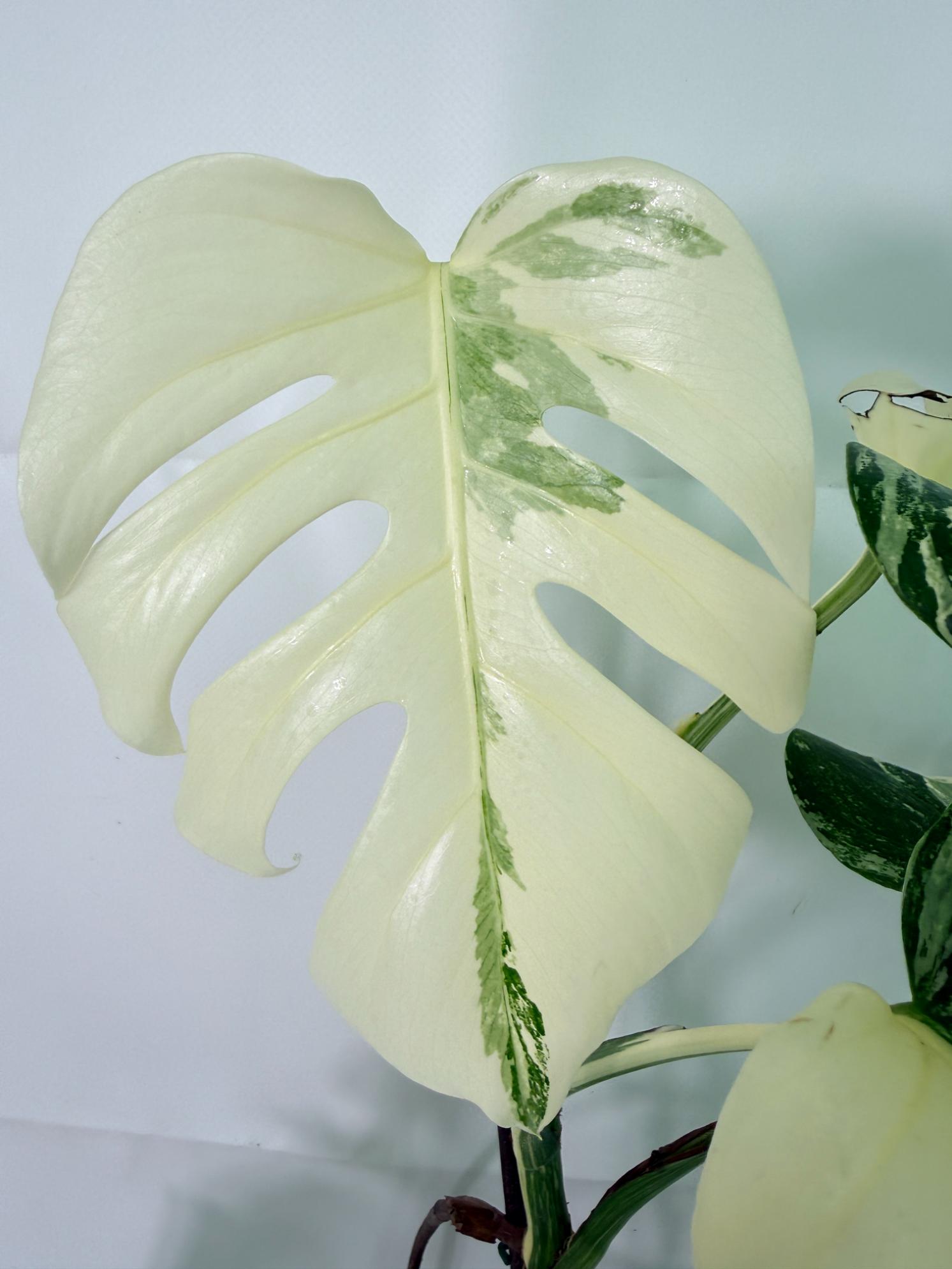 Monstera Albo Variegata XL 04