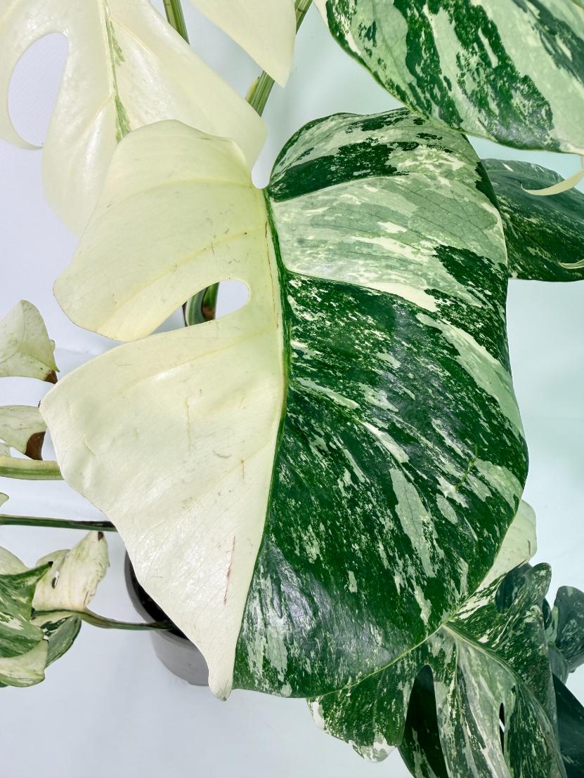 Monstera Albo Variegata XL 05