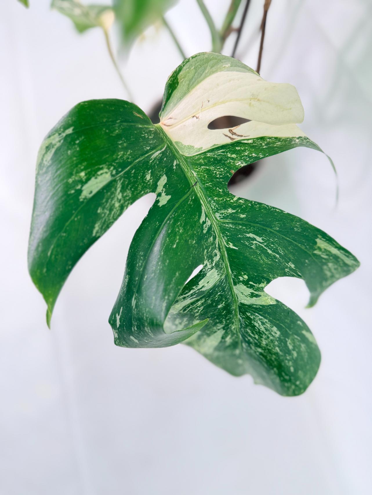 Monstera Albo Variegata XL 06