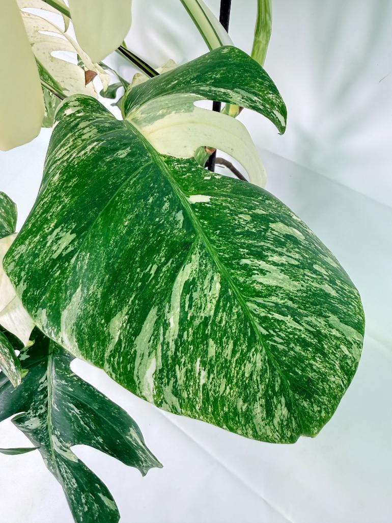 Monstera Albo Variegata XL 07