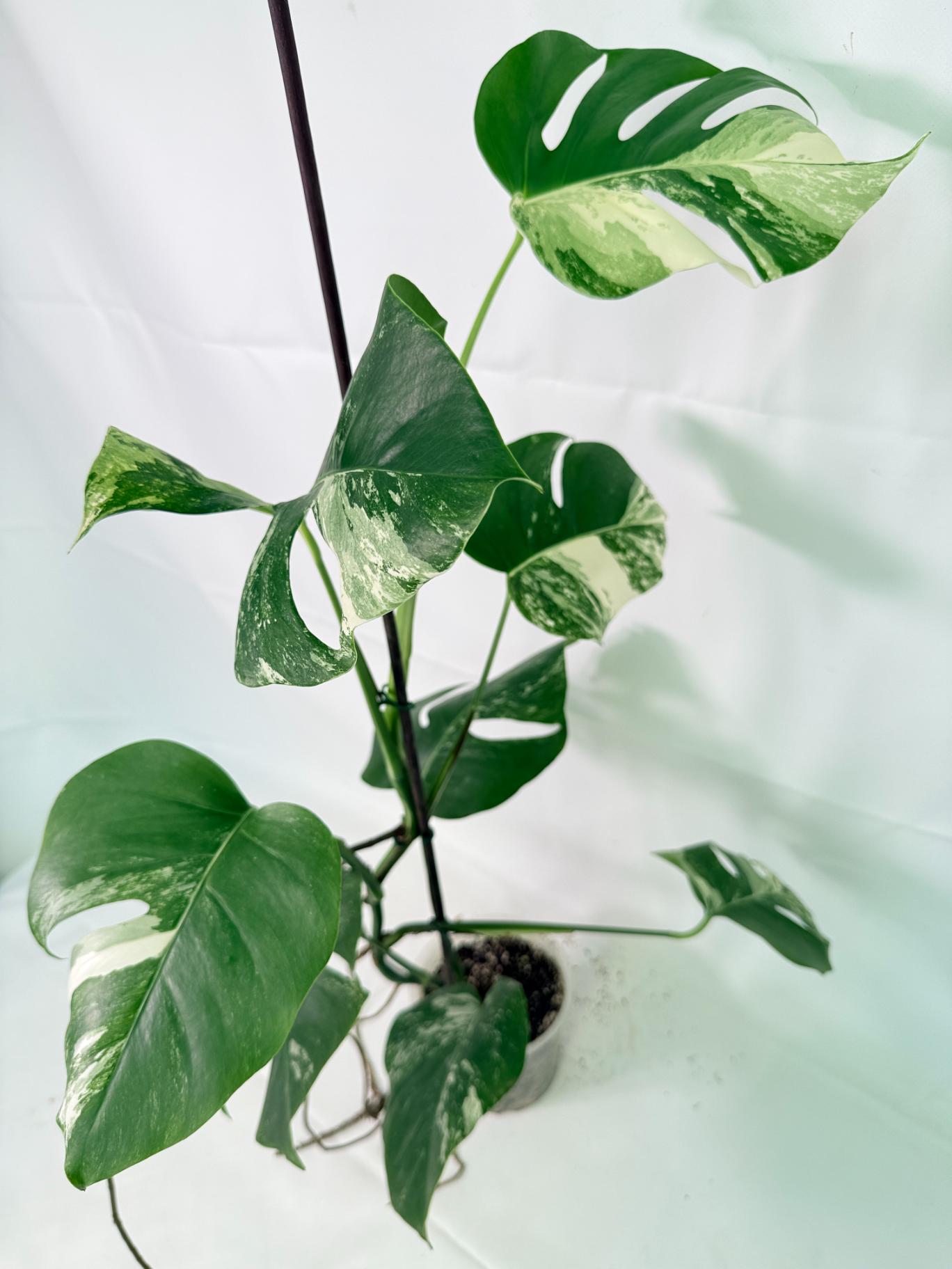 Monstera Albo Variegata XL 08