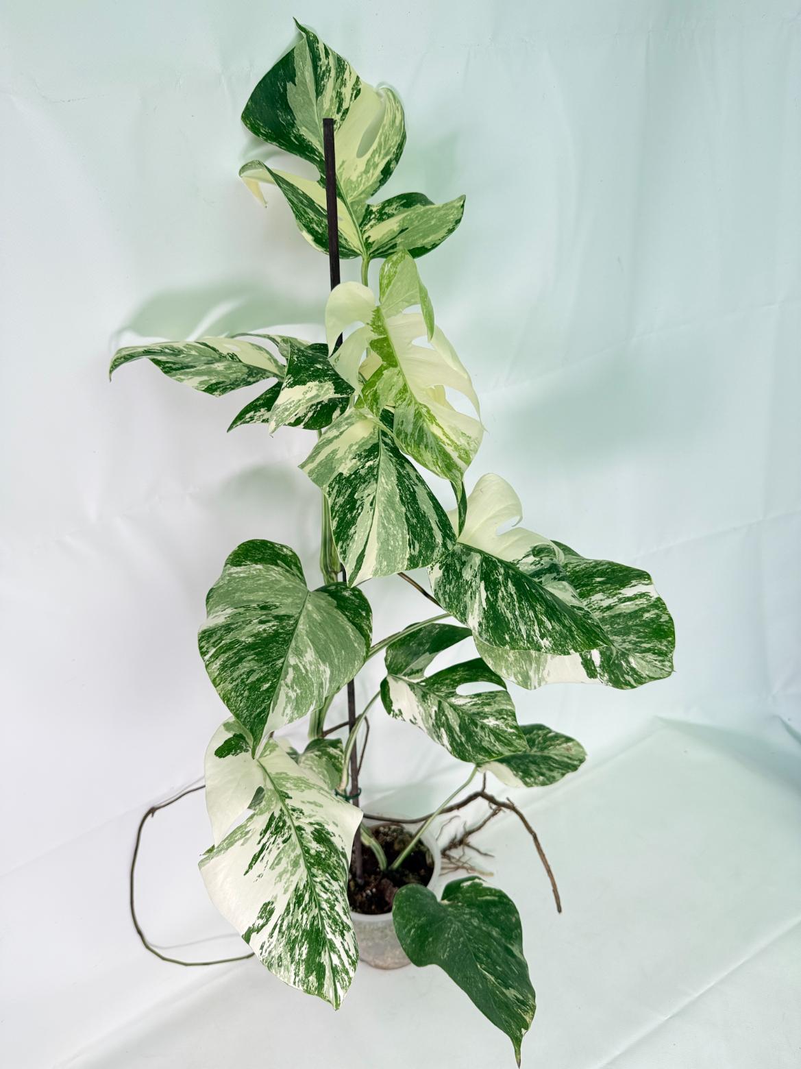 Monstera Albo Variegata XL 08
