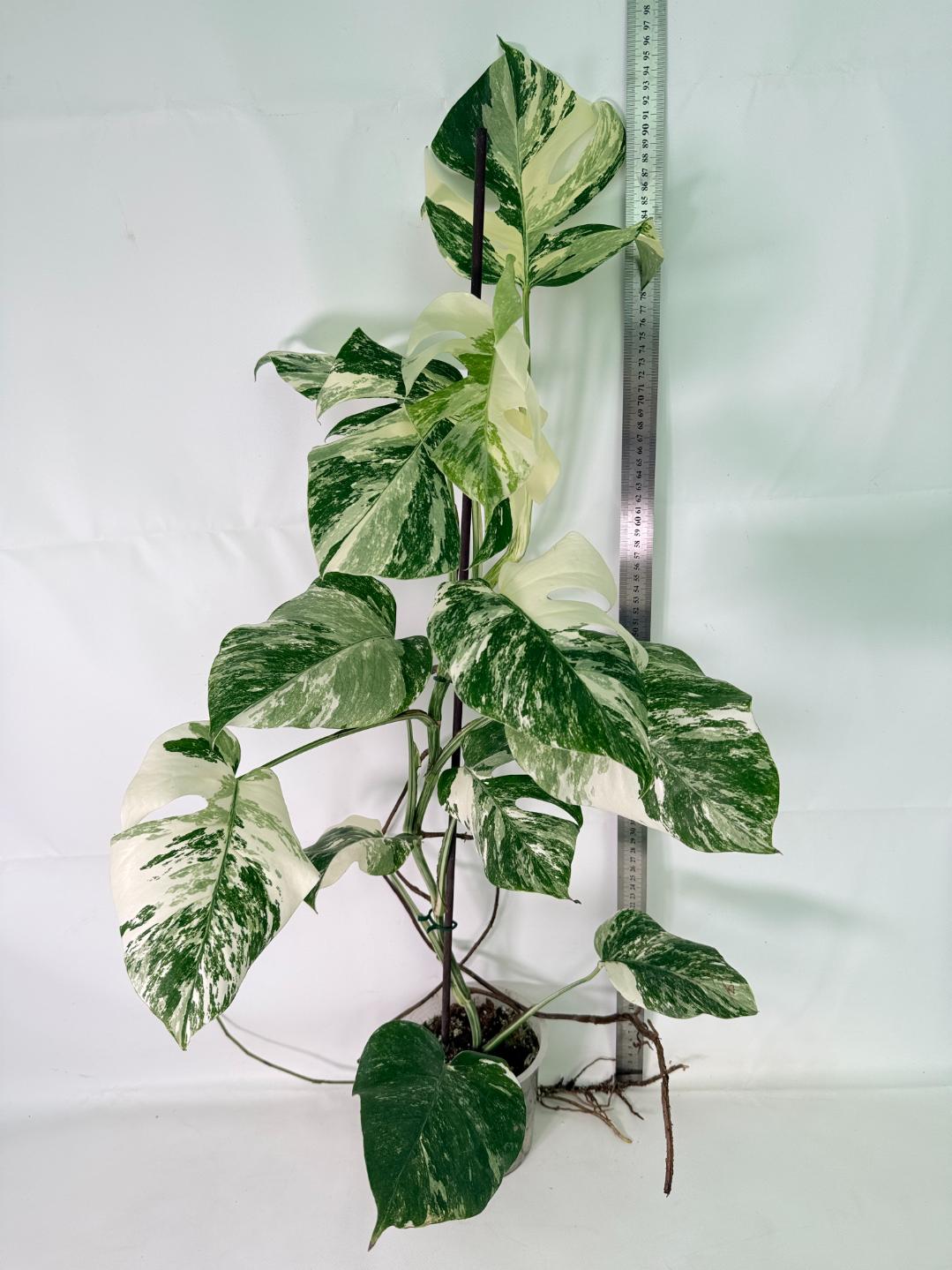 Monstera Albo Variegata XL 02