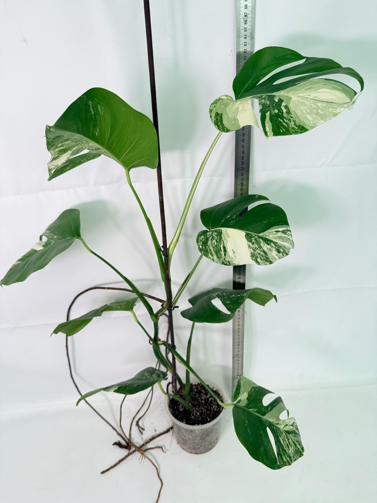 Monstera Albo Variegata XL 01