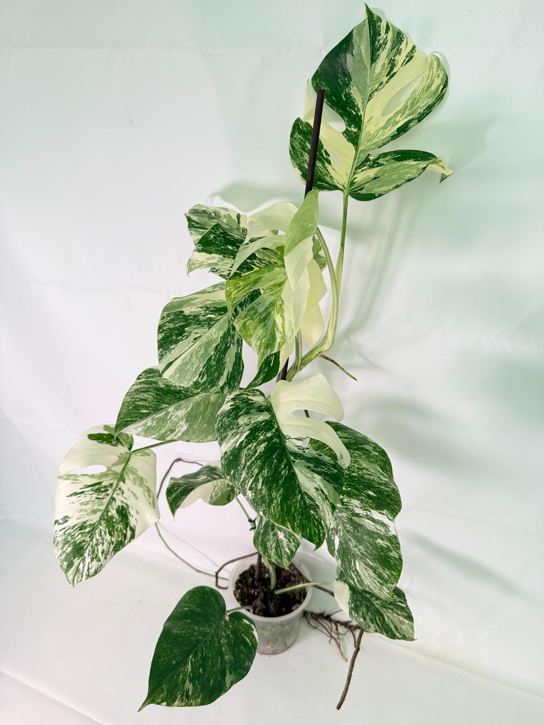 Monstera Albo Variegata XL 01