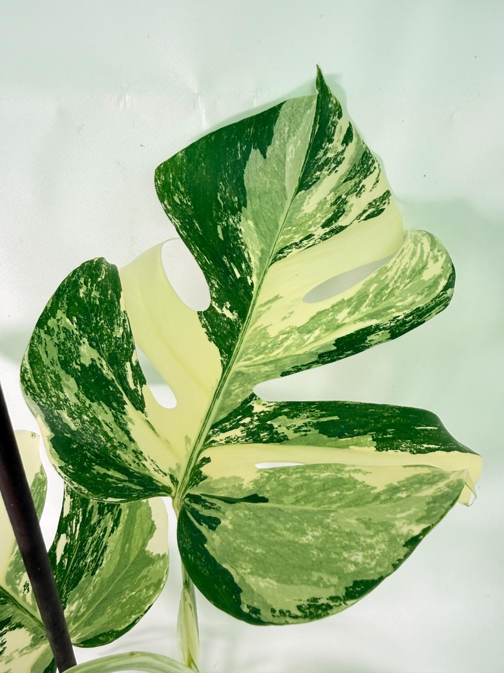 Monstera Albo Variegata XL 03