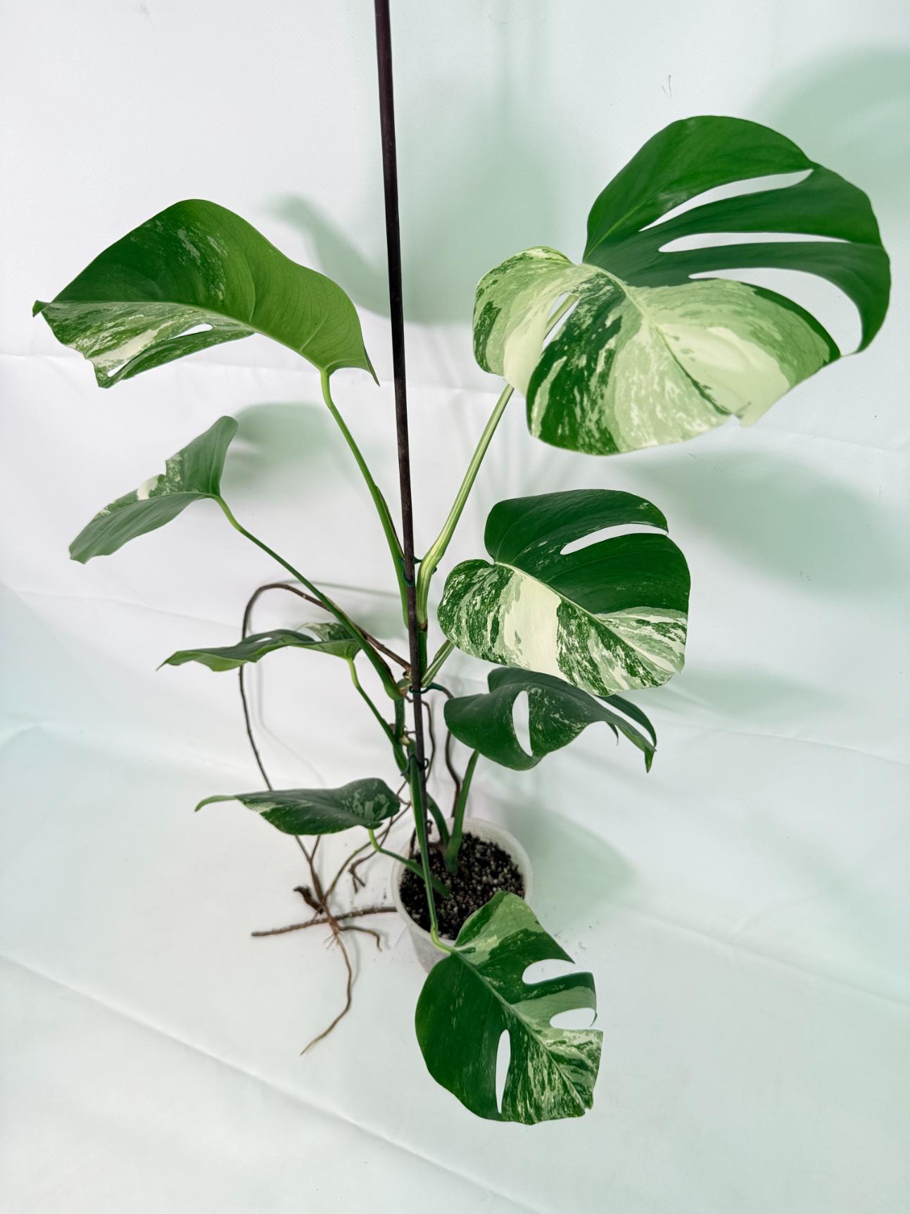 Monstera Albo Variegata XL 02