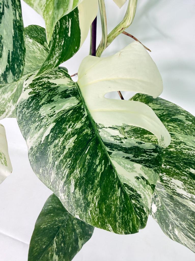 Monstera Albo Variegata XL 04