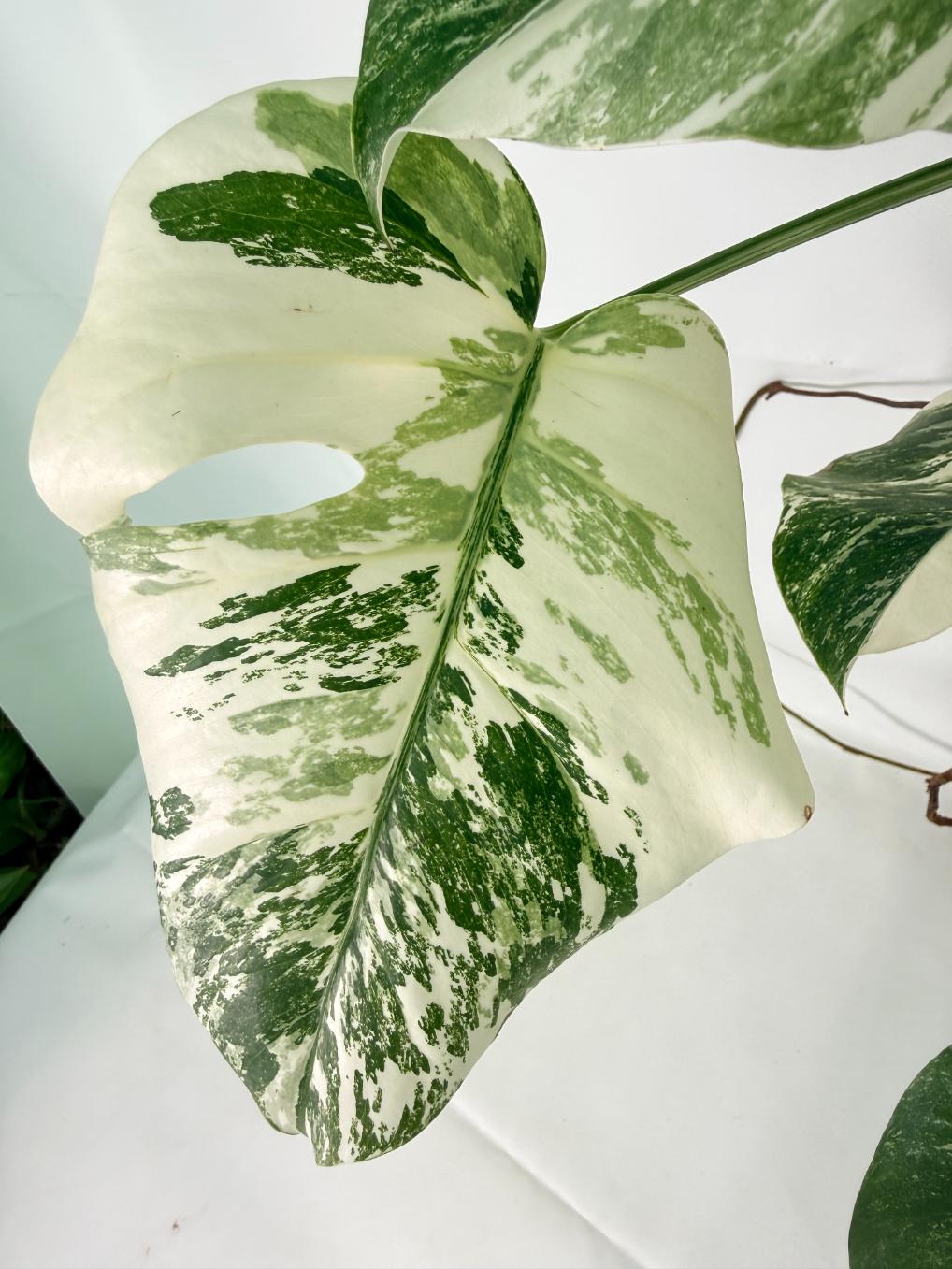 Monstera Albo Variegata XL 05