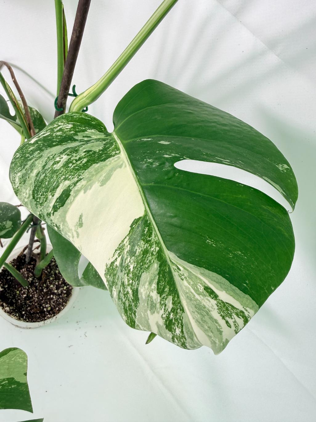 Monstera Albo Variegata XL 04