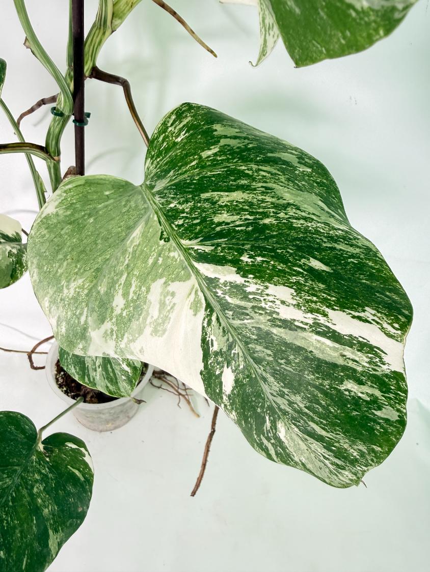 Monstera Albo Variegata XL 06