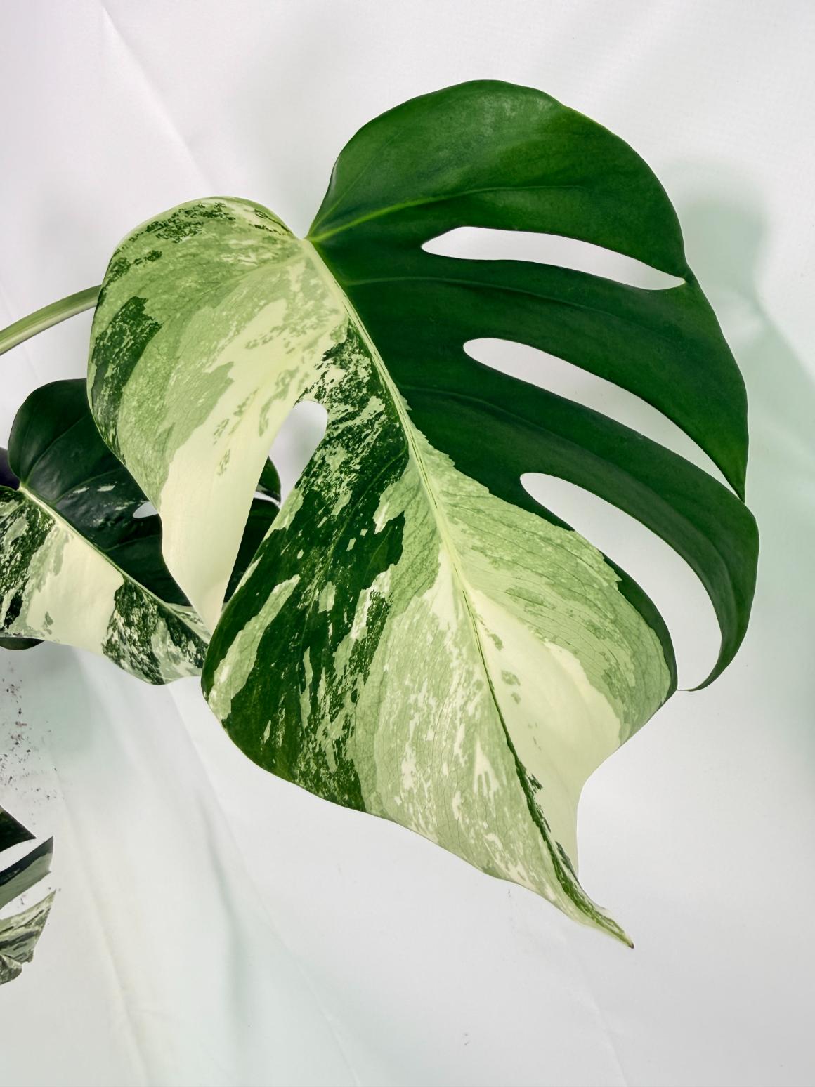 Monstera Albo Variegata XL 05