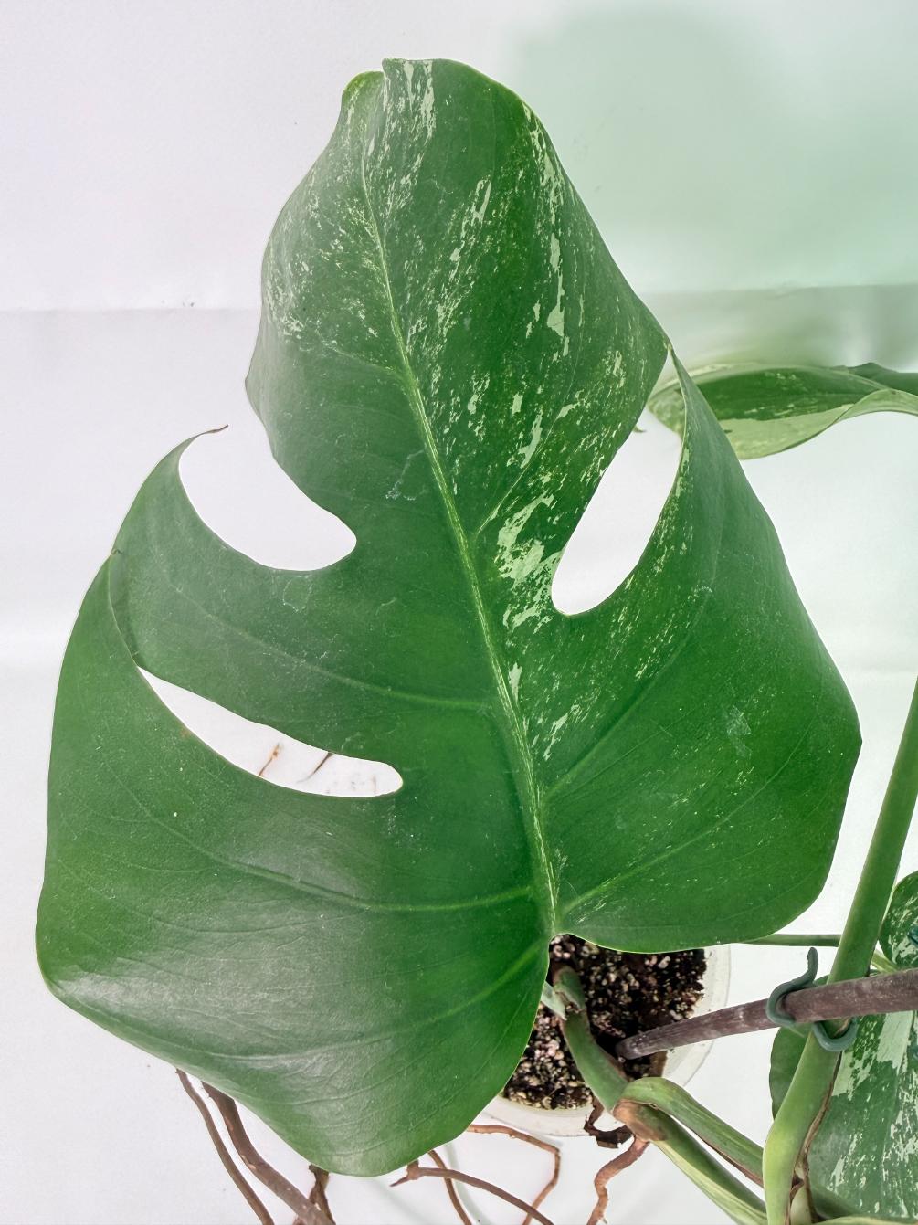 Monstera Albo Variegata XL 06