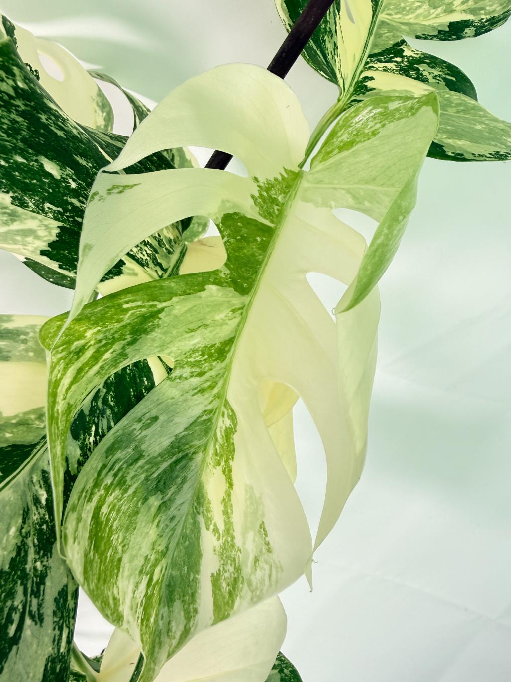 Monstera Albo Variegata XL 07