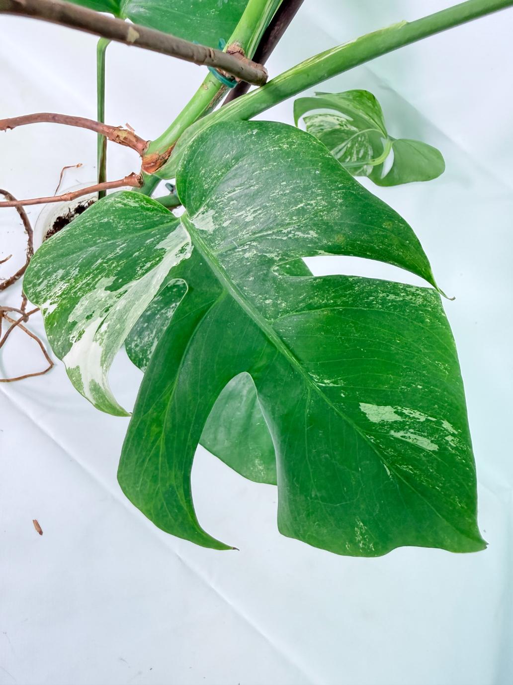 Monstera Albo Variegata XL 07