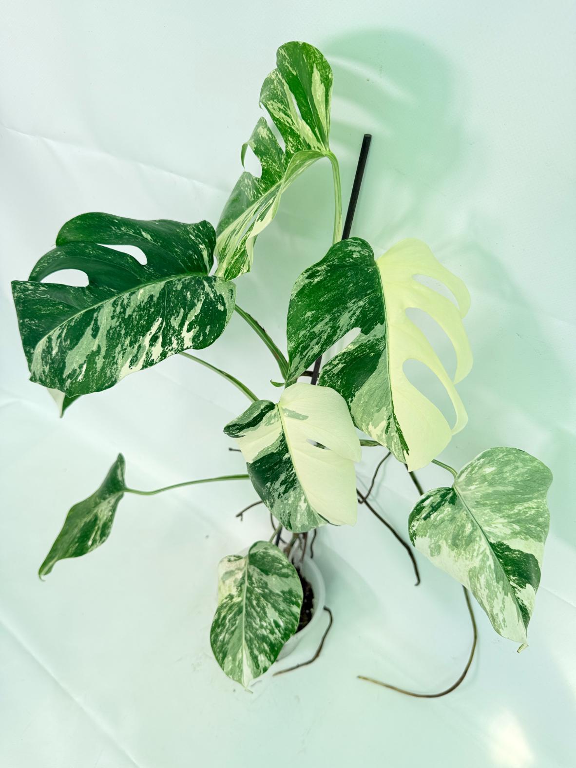Monstera Albo Variegata XL 09