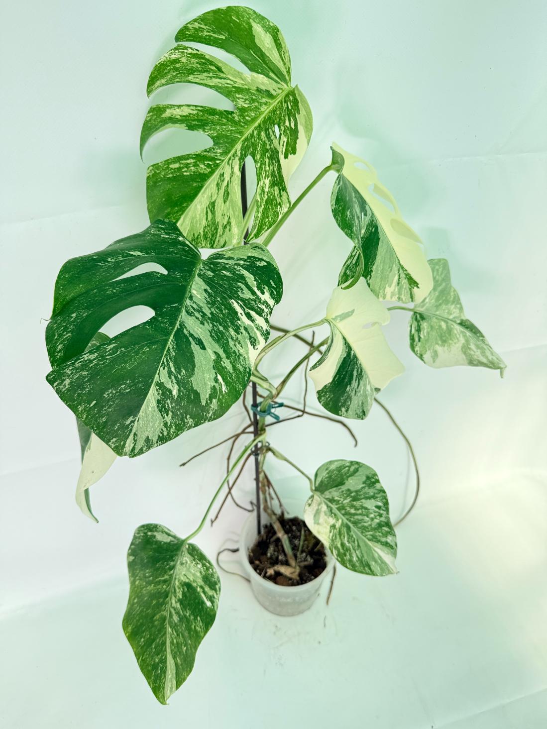 Monstera Albo Variegata XL 10