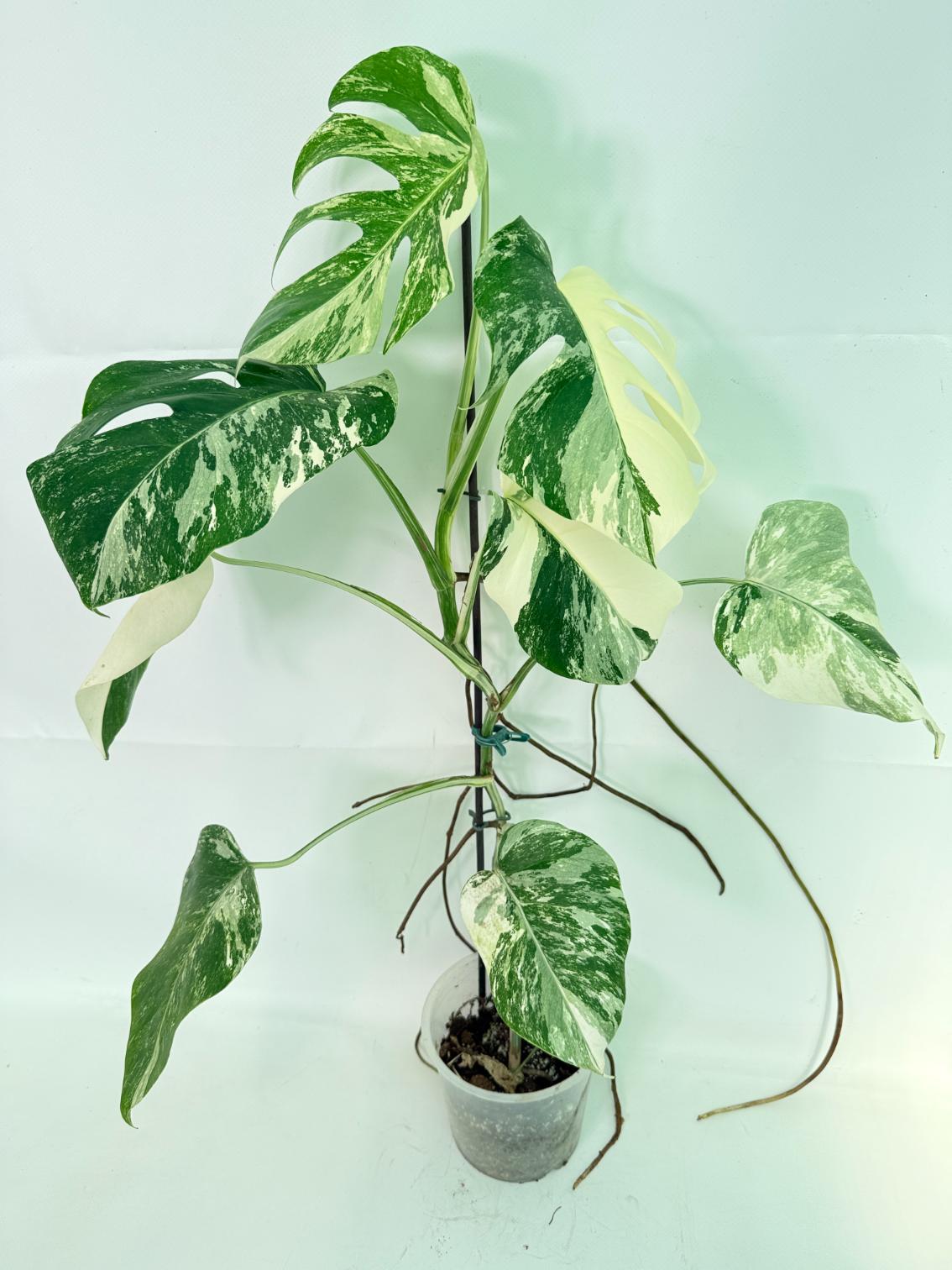 Monstera Albo Variegata XL 01