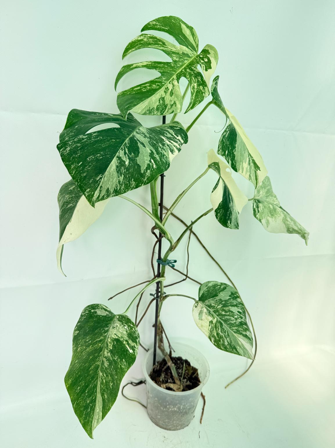 Monstera Albo Variegata XL 03