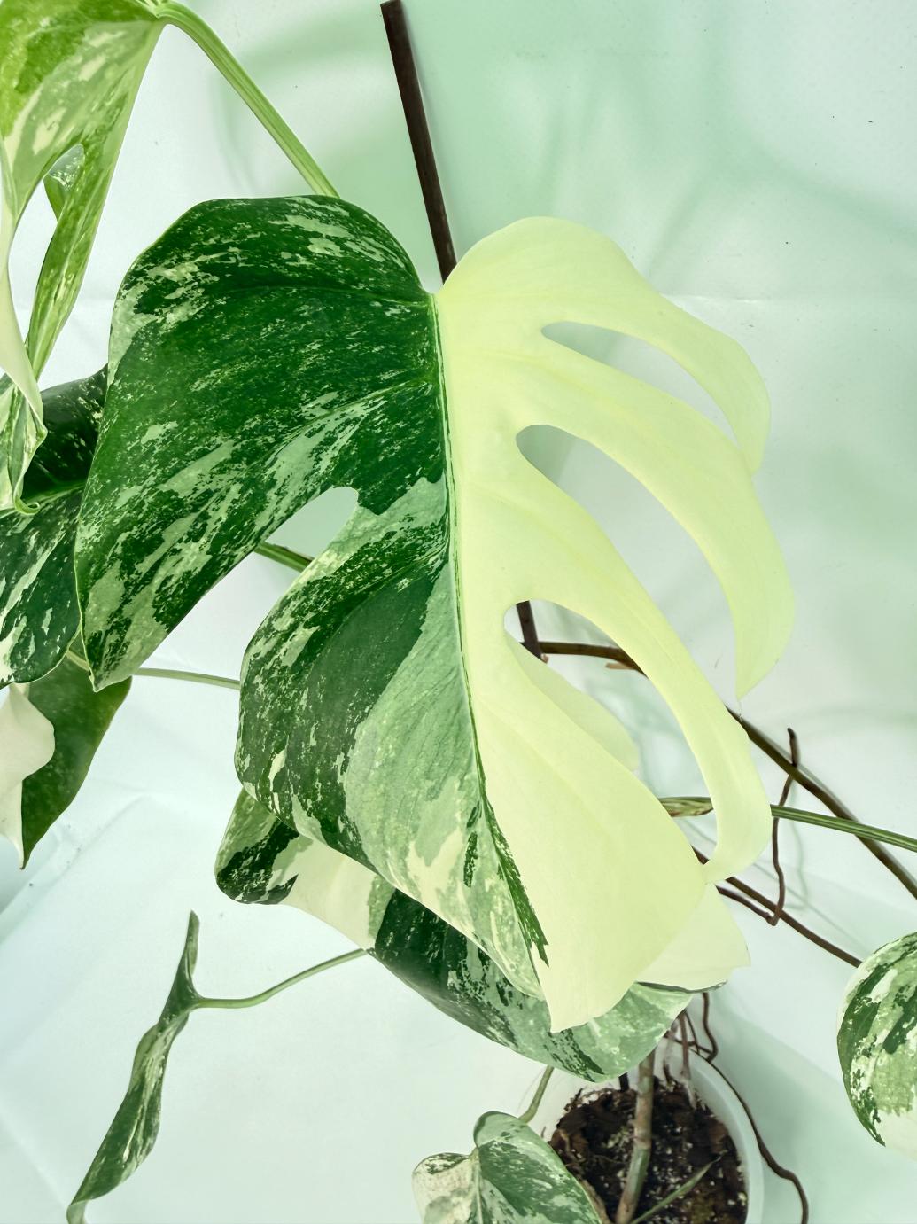 Monstera Albo Variegata XL 04