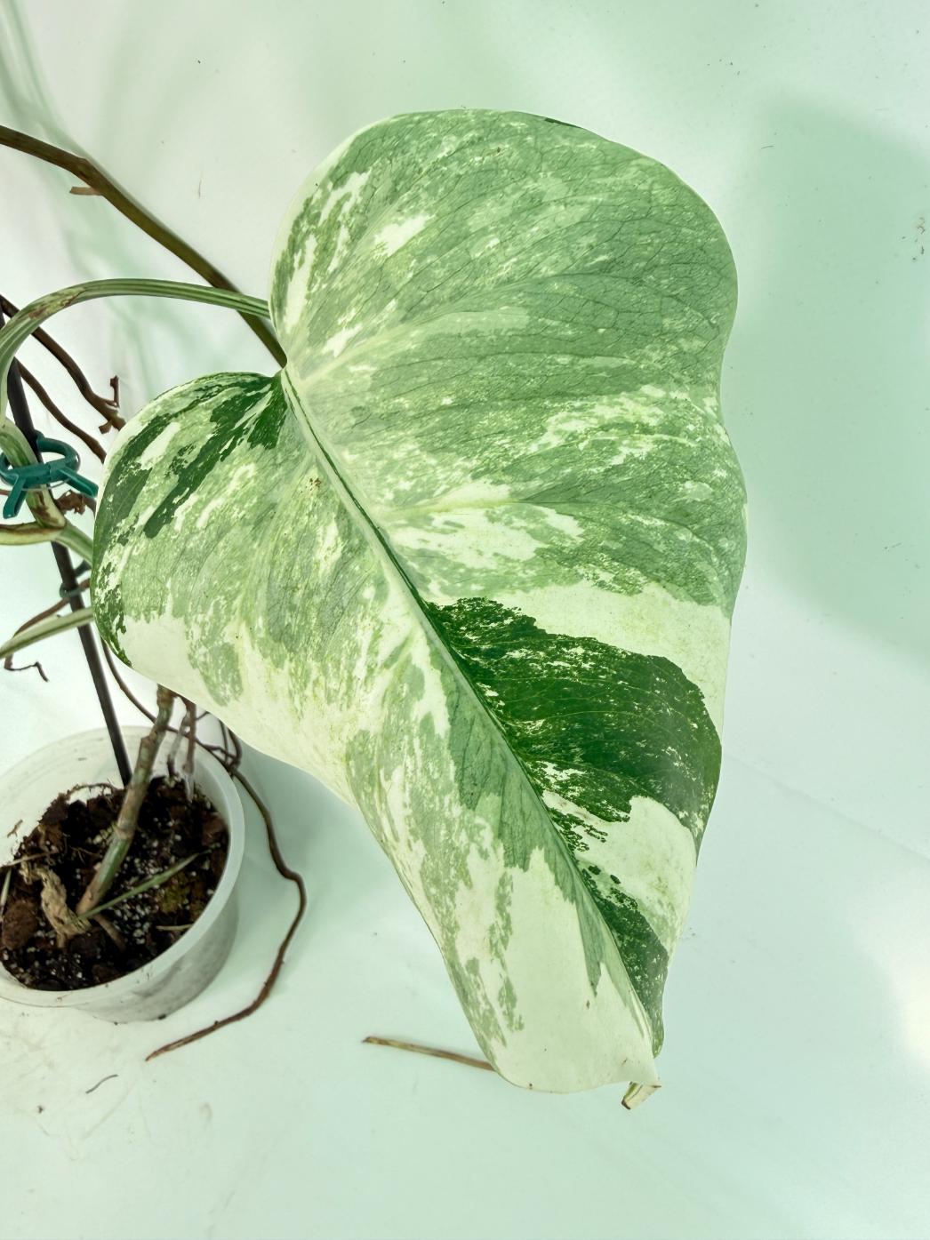 Monstera Albo Variegata XL 05