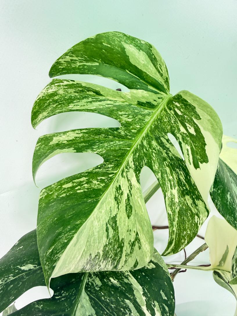 Monstera Albo Variegata XL 06