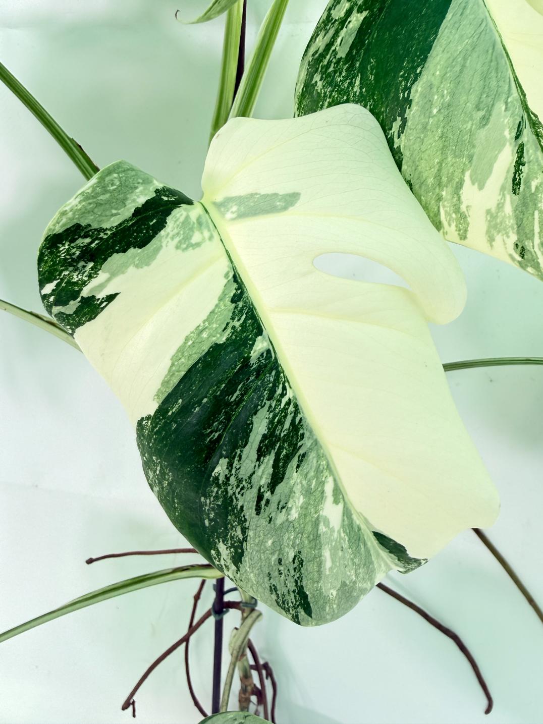Monstera Albo Variegata XL 07