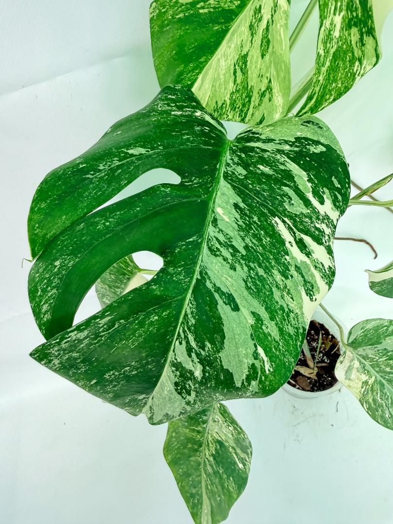 Monstera Albo Variegata XL 08
