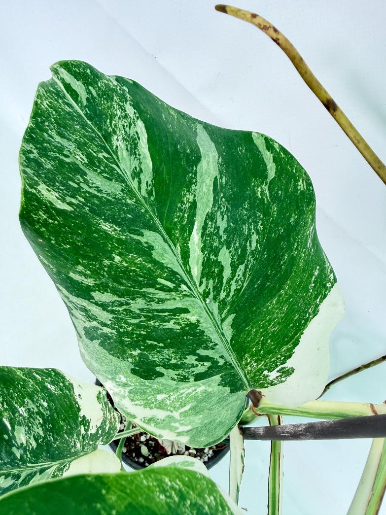 Monstera Albo Variegata XL 09