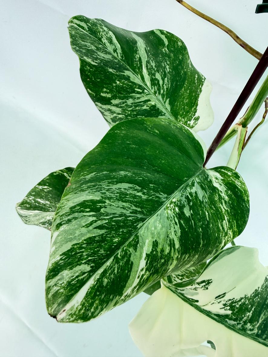 Monstera Albo Variegata XL 10
