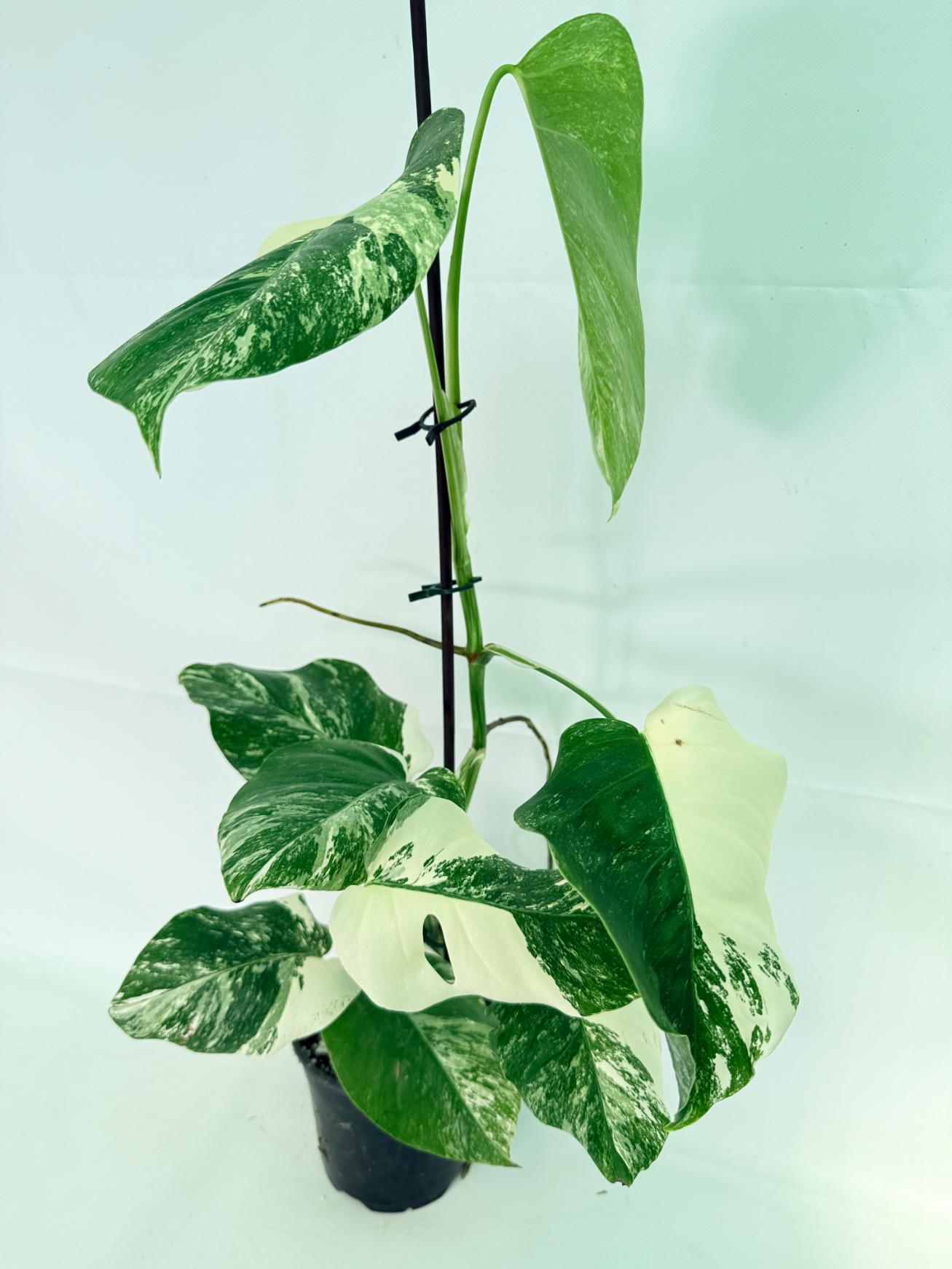 Monstera Albo Variegata XL 11