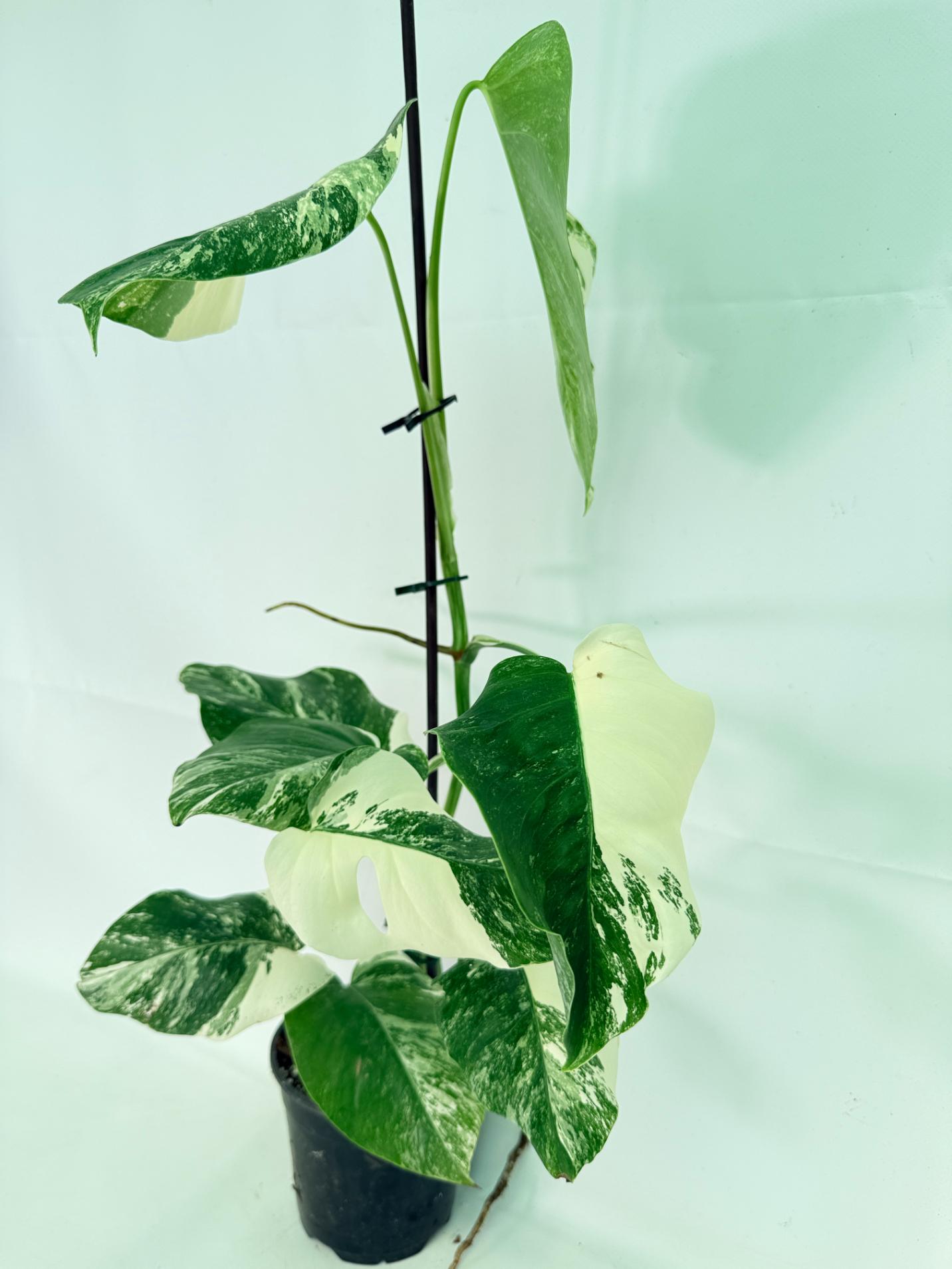Monstera Albo Variegata XL 01