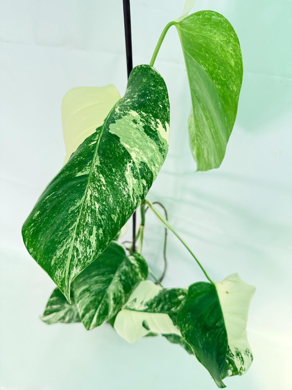Monstera Albo Variegata XL 03